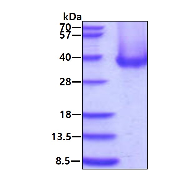 3 μg by SDS-PAGE under reducing condition and visualized by coomassie blue stain.